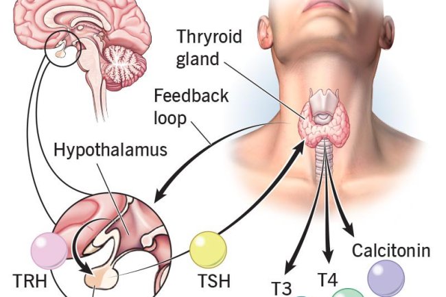 7 Thyroid Symptoms in Women, Which Could imply A More Serious Issue