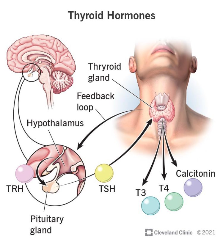 7 Thyroid Symptoms in Women, Which Could imply A More Serious Issue
